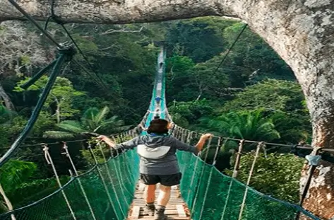 canopy puerto maldonado